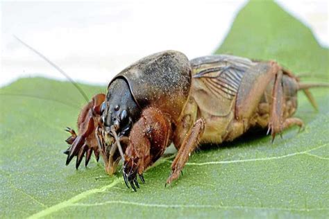 mole cricket pictures